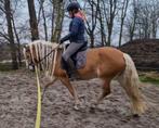 Prachtige Stoere Sprookjesachtige Haflinger merrie 5 jaar, Gechipt, Dressuurpony, Zadelmak, 3 tot 6 jaar