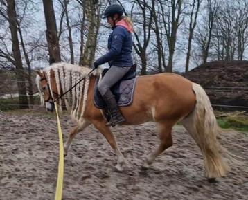 Prachtige Stoere Sprookjesachtige Haflinger merrie 5 jaar  beschikbaar voor biedingen