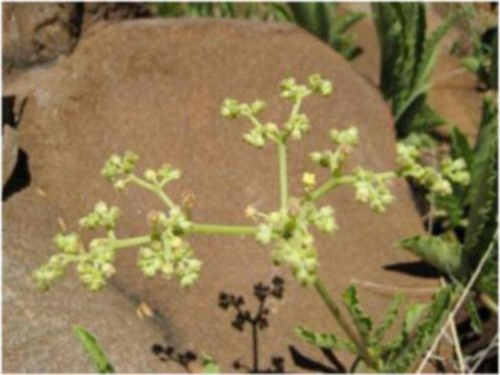 Caudex Cyphostemma Cirrhosum in de 23 cm pot uit Botswana., Huis en Inrichting, Kamerplanten, Overige soorten, Minder dan 100 cm
