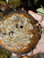 Pissebedden / isopods: Porcellio laevis mix, Dieren en Toebehoren, Insecten en Spinnen, Overige soorten