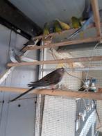 bourke parkieten, Vrouwelijk, Parkiet, Geringd