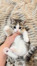 Kitten te koop, Dieren en Toebehoren, Katten en Kittens | Raskatten | Korthaar