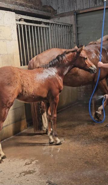 Ontzettend lief en relaxed Freiberger merrieveulen beschikbaar voor biedingen