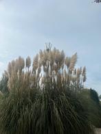 Pampas pluimen - Spaar voor Lego!, Volle zon, Vaste plant, Siergrassen, Ophalen of Verzenden
