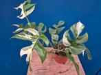 Rhaphidophora Tetrasperma Variegata p10 (1), Ophalen of Verzenden, Halfschaduw, Minder dan 100 cm