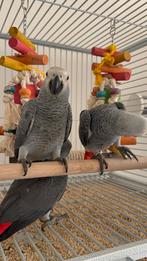 Jong onverwant koppel handtamme grijze roodstaart papegaaien, Dieren en Toebehoren, Meerdere dieren, Papegaai, Geringd