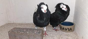 Te koop sierduiven Oudhollands kapucijnen duiven  beschikbaar voor biedingen