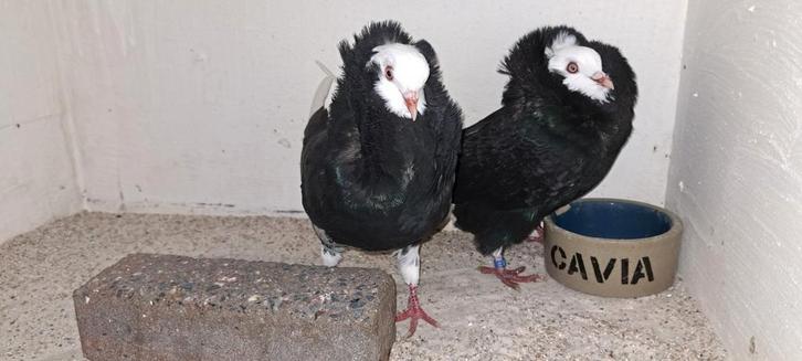 Te koop sierduiven Oudhollands kapucijnen duiven, Dieren en Toebehoren, Vogels | Overige Vogels, Meerdere dieren
