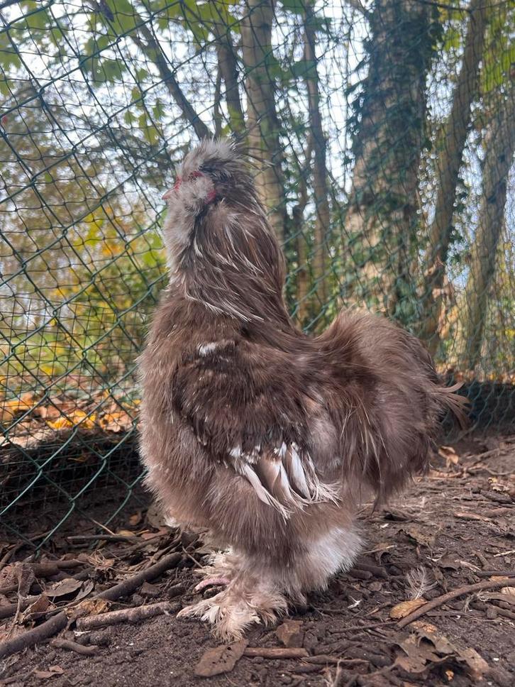 Prachtige usa zijdehoen choco, zwart en blauw mottled hanen, Dieren en Toebehoren, Pluimvee, Kip, Mannelijk