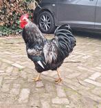 Jonge Zilver dubbelgezoomde Barnevelder haan/hanen, Dieren en Toebehoren, Pluimvee, Mannelijk, Kip