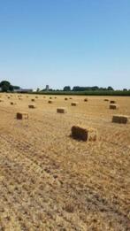 Kleine balen stro, Dieren en Toebehoren, Ophalen, Vee
