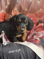 Prachtige teckel pups, Dieren en Toebehoren, Honden | Teckels en Dashonden, CDV (hondenziekte), 8 tot 15 weken, Korthaar, Dwerg