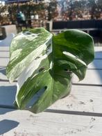 Monstera vergata diverse gewortelde stekjes, Ophalen of Verzenden, Overige soorten, Minder dan 100 cm