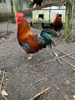 Welsumer haan mei 2025 groot, Dieren en Toebehoren, Mannelijk, Kip