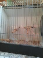 Tekoop mooi koppel zebravinken, Dieren en Toebehoren, Vogels | Hokken en Kooien, Ophalen of Verzenden, Zo goed als nieuw, Hout