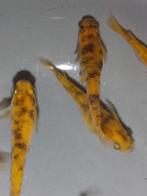 Medaka Red Tiger (Japanse Rijstvisjes) eitjes te koop, Dieren en Toebehoren, Vissen | Aquariumvissen, Vis