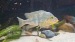 Cribroheros Altifrons., Dieren en Toebehoren, Vissen | Aquariumvissen, Vis
