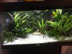 Inhoud aquarium te koop, Dieren en Toebehoren, Vissen | Aquaria en Toebehoren, Plant(en), Steen of Hout, Zo goed als nieuw, Ophalen