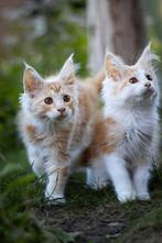 Prachtige Maine Coon kittens met stamboom, Dieren en Toebehoren, Katten en Kittens | Raskatten | Langhaar, Meerdere dieren, Gechipt