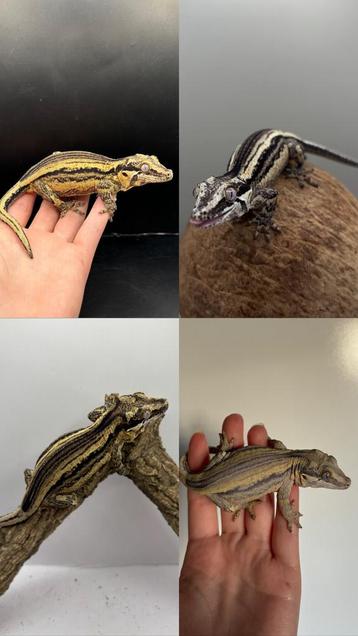 0.1 gargoyle vrouw beschikbaar voor biedingen