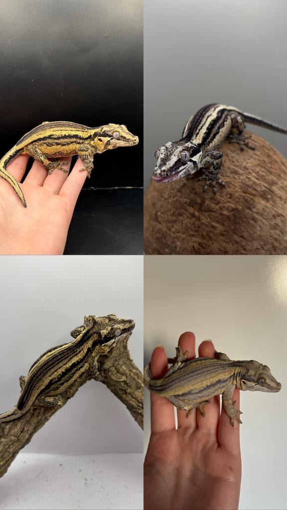 0.1 gargoyle vrouw, Dieren en Toebehoren, Reptielen en Amfibieën, Hagedis, 0 tot 2 jaar, Tam