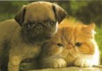 Ansichtkaart	Hond	& Poes, Verzamelen, Verzenden, 1960 tot 1980, Ongelopen, Hond of Kat