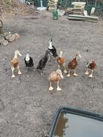 Loopeenden vrouwtjes div kleuren., Dieren en Toebehoren, Meerdere dieren, Eend