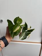 Syngonium variegata, Huis en Inrichting, Kamerplanten, Overige soorten, Minder dan 100 cm, Groene kamerplant, Halfschaduw
