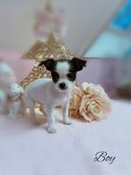 Super klein malchi reutje, Dieren en Toebehoren, Honden | Chihuahua's en Gezelschapshonden, België, Rabiës (hondsdolheid), 8 tot 15 weken