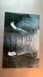 Glas schilderij Olifant 120/80, Ophalen