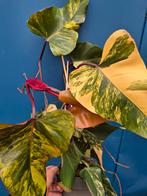 Philodendron Strawberry Shake p17 (3)