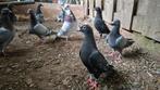 Te koop postduiven, Dieren en Toebehoren, Meerdere dieren, Kalkoen