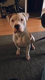 Americaanse stafford x bully xl, Rabiës (hondsdolheid), Reu, 1 tot 2 jaar, Bulldog