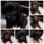 Flatcoated retriever x golden retriever pups, Golden retriever, 8 tot 15 weken, Meerdere, Meerdere dieren