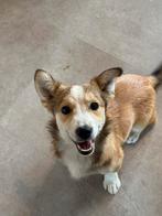 Kobi reutje klein medium 5 maanden, Dieren en Toebehoren, Honden | Niet-rashonden, Particulier, Rabiës (hondsdolheid), 15 weken tot 1 jaar