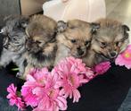 Prachtige pomeriaan X dwergkees pups te koop, Particulier, Meerdere, 8 tot 15 weken, Meerdere dieren