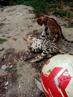 2 zuivere bengaal kittentjes met stamboom, Dieren en Toebehoren, Katten en Kittens | Raskatten | Korthaar, Kater, Gechipt, 0 tot 2 jaar