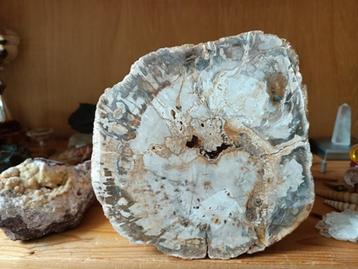(205) Versteend hout uit Indonesië gewicht plm. 6 kilogram beschikbaar voor biedingen