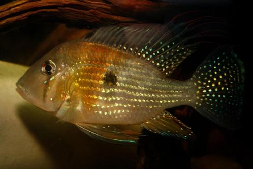 Zuid Amerikaanse Cichliden: Acarichthys heckelii, Dieren en Toebehoren, Vissen | Aquariumvissen, Zoetwatervis, Vis