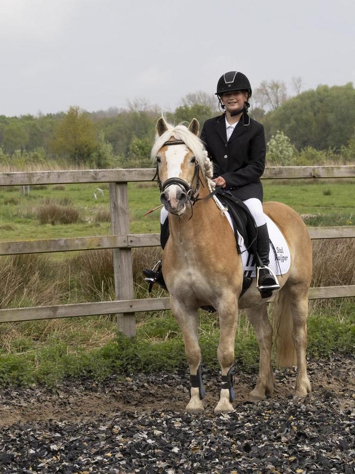 Bijrijder aangeboden, Dieren en Toebehoren, Paarden en Pony's | Verzorgingsproducten, Verzenden
