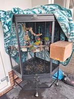 Lorry couple, Dieren en Toebehoren, Mannelijk, Papegaai