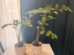 Twee gezonde Zamioculcas planten, Huis en Inrichting, Kamerplanten, Ophalen, Overige soorten, Halfschaduw, In pot
