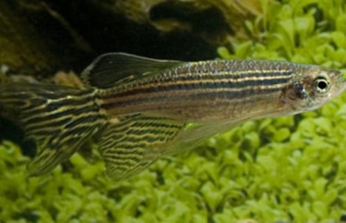 Zebra Danio Sluierstaart, Dieren en Toebehoren, Vissen | Aquariumvissen, Zoetwatervis, Vis