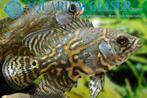 Astronotus ocellatus (familie van de pauwoog), Dieren en Toebehoren, Vis