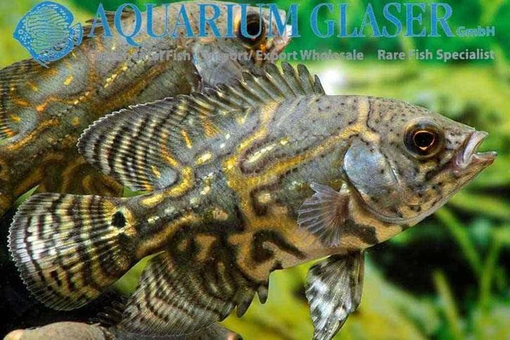 Astronotus ocellatus (familie van de pauwoog), Dieren en Toebehoren, Vissen | Aquariumvissen, Vis