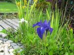 Vijverplanten o.a. oeverplanten, zantedeschia’s en irissen, Ophalen, Nieuw