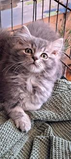 Prachtige Maine coon kittens, Dieren en Toebehoren, Katten en Kittens | Raskatten | Langhaar, Meerdere dieren, Ontwormd, 0 tot 2 jaar