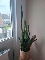Vrouwentongen plant incl pot, Ophalen, Overige soorten, Minder dan 100 cm