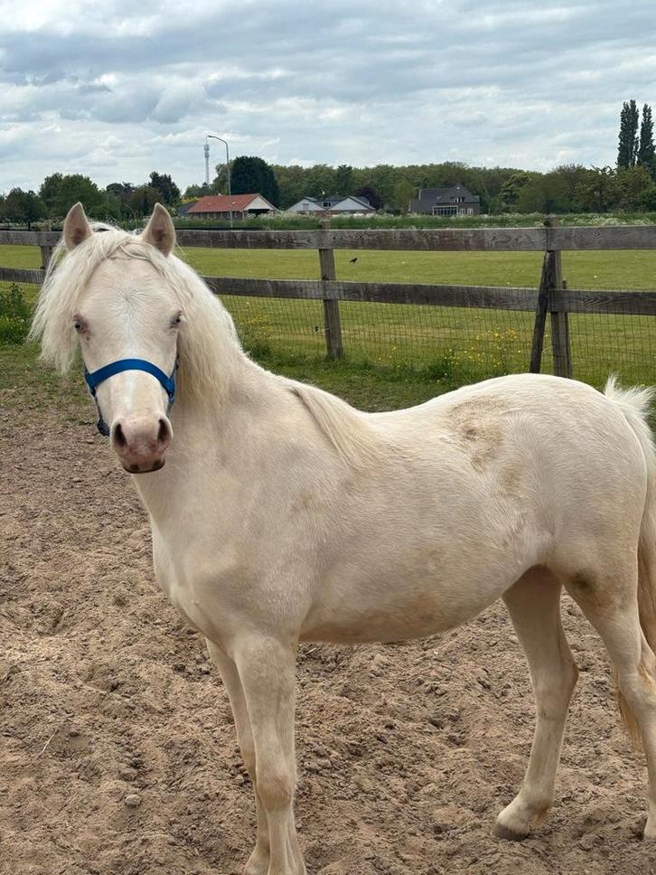 Cremello veulen te koop!, Dieren en Toebehoren, Paarden en Pony's | Dekhengsten en Fokmerries, Merrie