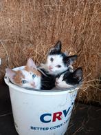 Boerderij kittens te koop, Dieren en Toebehoren, Katten en Kittens | Overige Katten, Kater